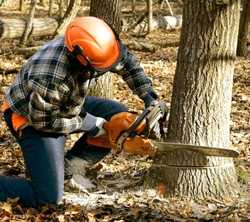 Tree Removal in Brookeland, TX